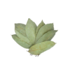 Soursop Leaves