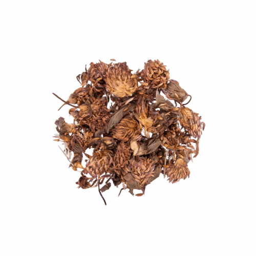 Red-Clover-BlossomWhole.png Red Clover Blossom